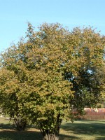 Corylus avellana, Haselnuss, Waldhasel