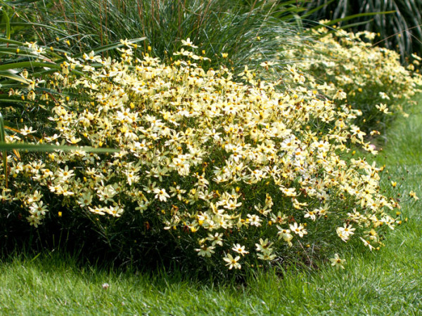 Coreopsis verticillata &#039;Moonbeam&#039; (M), Quirlblättriges Schönauge, Mädchenauge, Netzblattstern