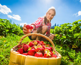 Erdbeeren-pfluecken