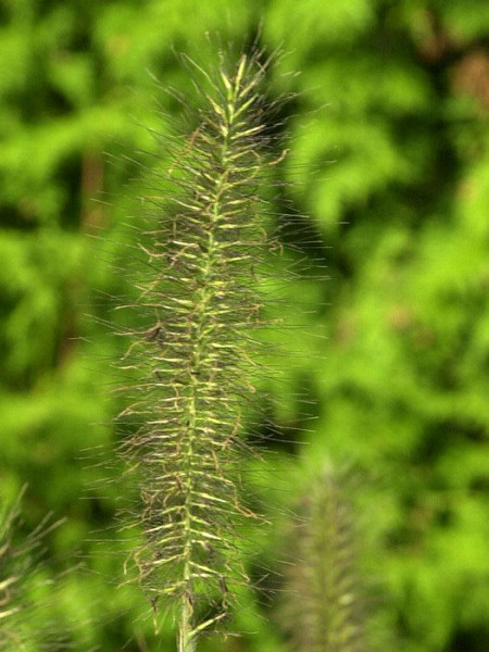 Pennisetum alopecuroides &#039;Hameln&#039; (M), Niedriges Lampenputzergras, Federborstengras