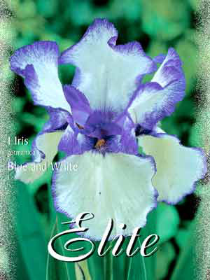 Schwertlilie &#039;Blue and White&#039;, Iris germanica (Art.Nr. 521554)