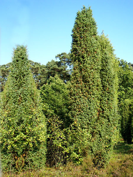 Juniperus communis, Gemeiner Wacholder