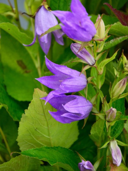 Campanula latifolia var. macrantha (M), Breitblättrige Wald-Glockenblume