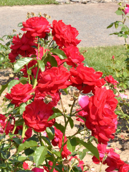 Strauch der Rose Gruß an Heidelberg