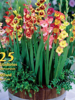 Glamourglads-Mischung, Gladiolus (Art.Nr. 522368)