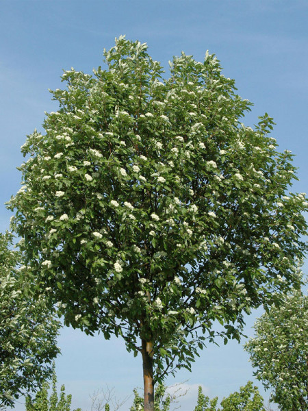 Sorbus 'Fastigiata', Thüringische SäulenEberesche Hochstamm