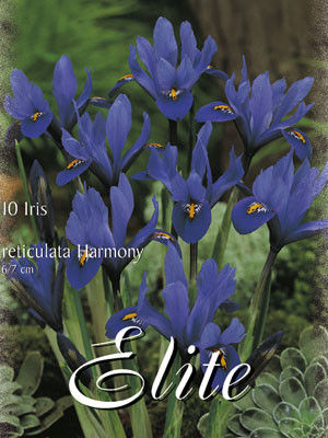 Zwergiris 'Blau', Iris reticulata "Harmony" (Art.Nr. 596878)