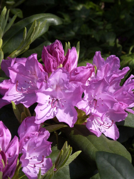 Rhododendron &#039;Roseum Elegans&#039;