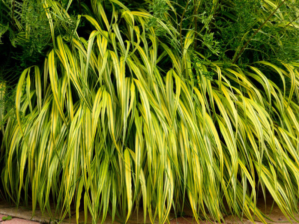 Hakonechloa macra &#039;Aureola&#039; (M), Japanisches Gold-Berggras