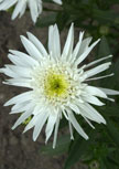 Schnitt-Stauden I (10 Stück) Für Die Sonne 2 leucanthemum-christine56d95f74a91ae