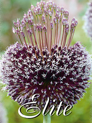 Allium &#039;Forelock&#039; (Art.Nr. 596307)