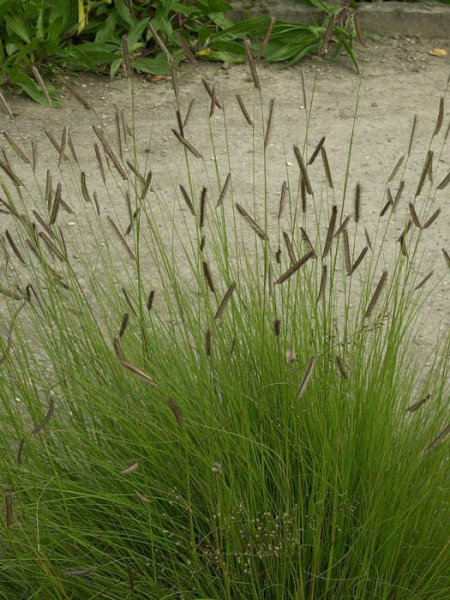 Bouteloua gracilis (M), Moskitogras, Haar-Schotengras