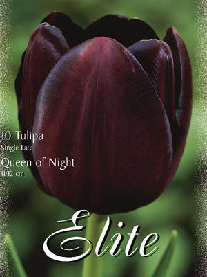 Einfache späte Tulpe &#039;Queen of Night&#039; (Art.Nr. 595356)