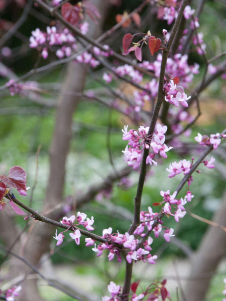 Cercis canadensis &#039;Forest Pansy&#039;, Judasbaum