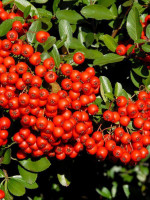 Pyracantha 'Red Column', rotfruchtiger Feuerdorn