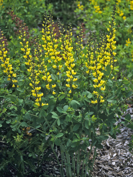 Baptisia decadence &#039;Lemon Meringe&#039;, Indigolupine