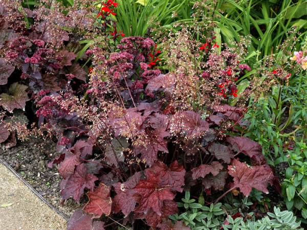 Heuchera x micrantha &#039;Palace Purple&#039; (M), Purpurglöckchen, Purpurblatt