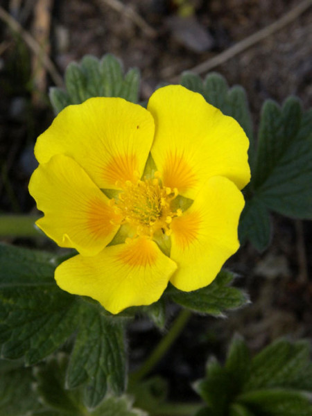 Potentilla megalantha (syn. fragiformis), großblütiges Fingerkraut