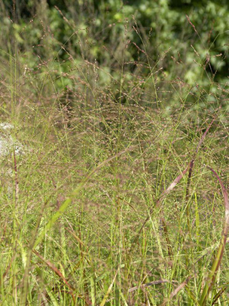 Panicum virgatum &#039;Rehbraun&#039; (M), Rotbraune Ruten-Hirse