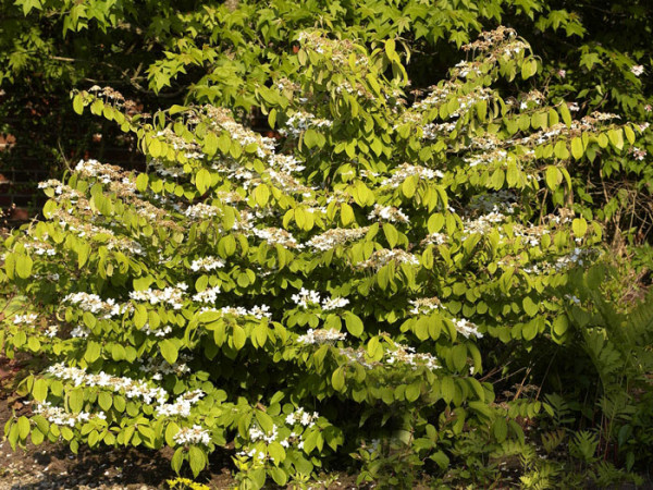 Japanischer Schneeball Mariesii