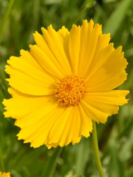 Coreopsis grandiflora &#039;Schnittgold&#039;, Großblumiges Mädchenauge