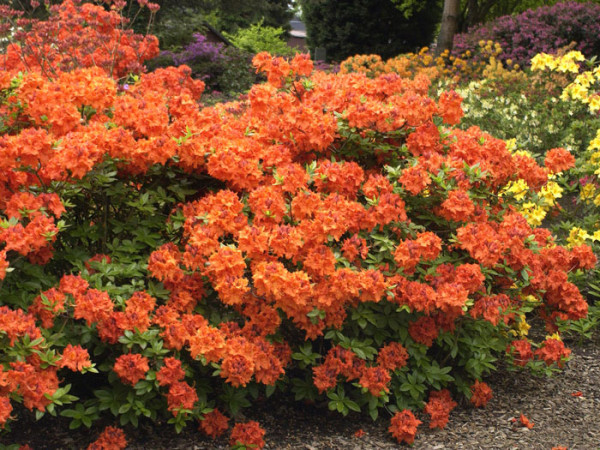 Rhododendron luteum &#039;Gibraltar&#039;, sommergrüne japanische Gartenazalee