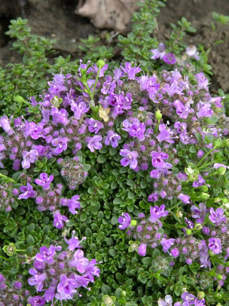 Thymus praecox var. arcticus &#039;Minus&#039; (M), Langhaariger Thymian, frühblühender Thymian