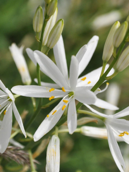 Blüte der astlosen Graslilie