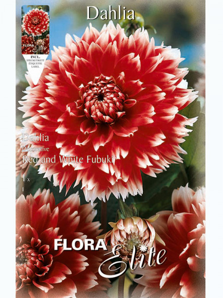 Schmuck-Dahlie &#039;Red and White Fubuki&#039;, Dahlia (Art.Nr. 5201910)