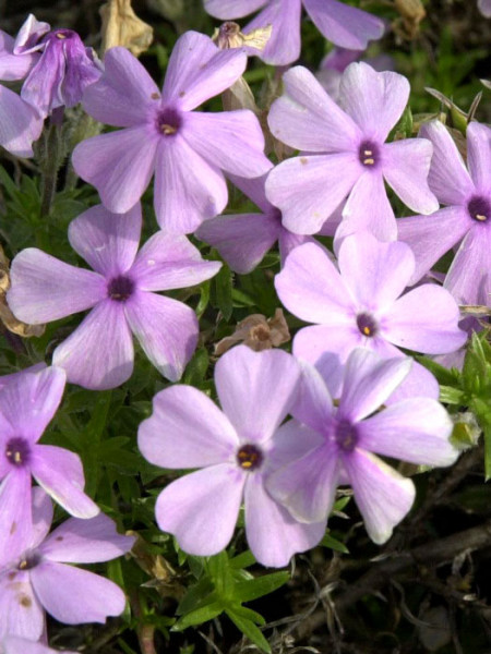 Phlox douglasii &#039;Lilac Cloud&#039;, Polsterphlox, Teppich-Flammenblume