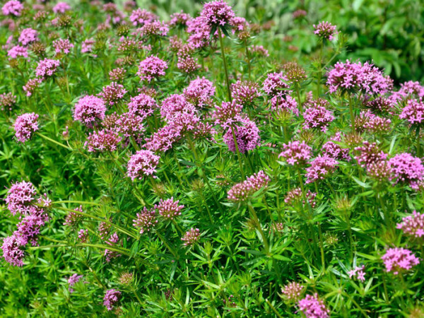 Phuopsis (syn. Curcianella) stylosa, Scheinwaldmeister, Rosenwaldmeister