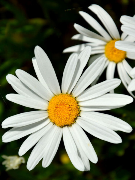 Leucanthemum x superbum &#039;Silberprinzesschen&#039;, Niedrige Sommer-Margerite