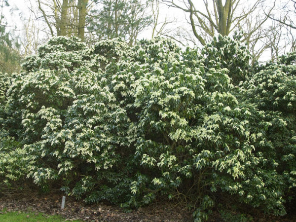 Lavendelheide 