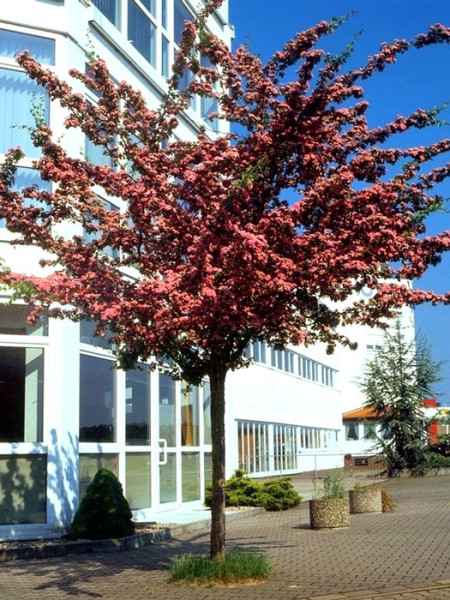 Crataegus laevigata Paul&#039;s Scarlet, Rotdorn - Hochstamm