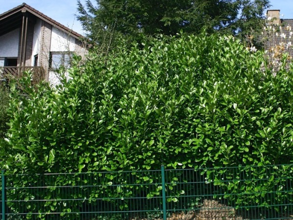Kirschlorbeer Rotundifolia Sichtschutz
