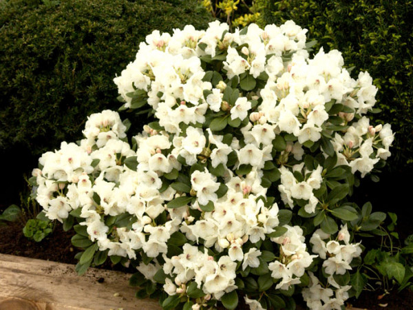 Rhododendron yakushimanum &#039;Flava&#039;