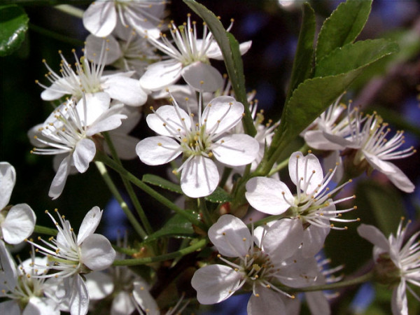 Prunus fruticosa &#039;Globosa&#039;, Kugel-Kirsche - Hochstamm