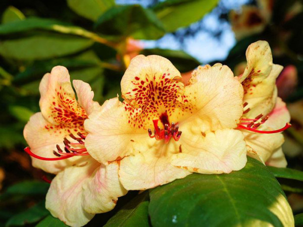 Rhododendron &#039;Goldkrone&#039;