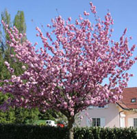 Hochstamm Baum