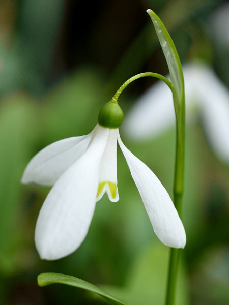 Schneeglöckchen