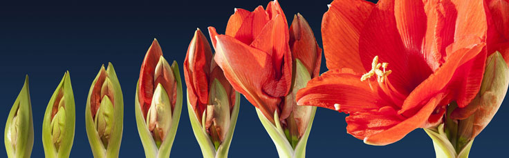 Amaryllis im Zeitraffer