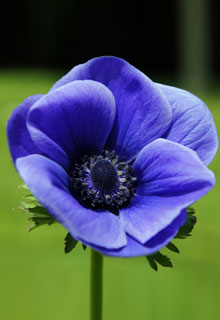 Anemonen Blüte