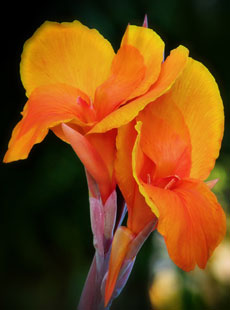 Canna Blüte