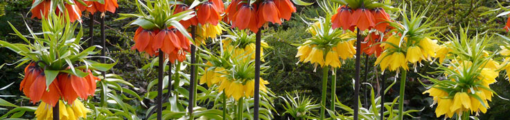 Fritillaria, Kaiserkrone