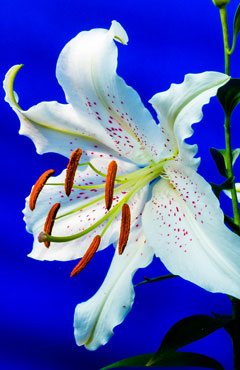 Lilien Blüte