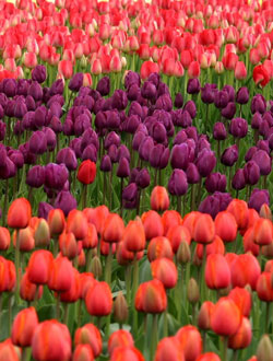 Tulpen Farbkombination