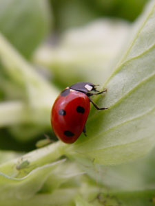 Nützlinge für den Garten