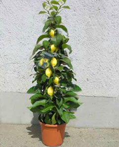 Citrus Pflanze