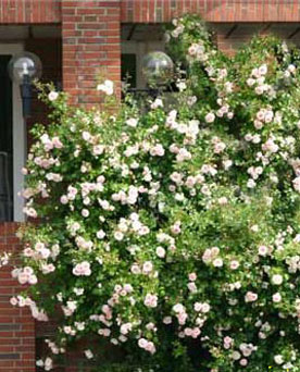 einmalblühende Kletterrose einmalblühende Kletterrose