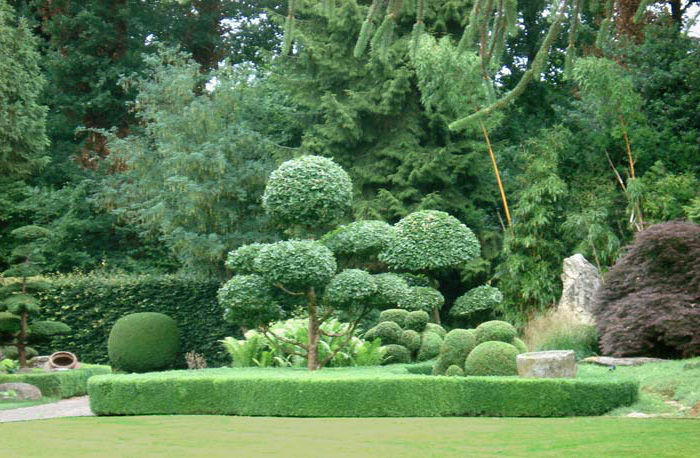 Bonsai und Formgehölze